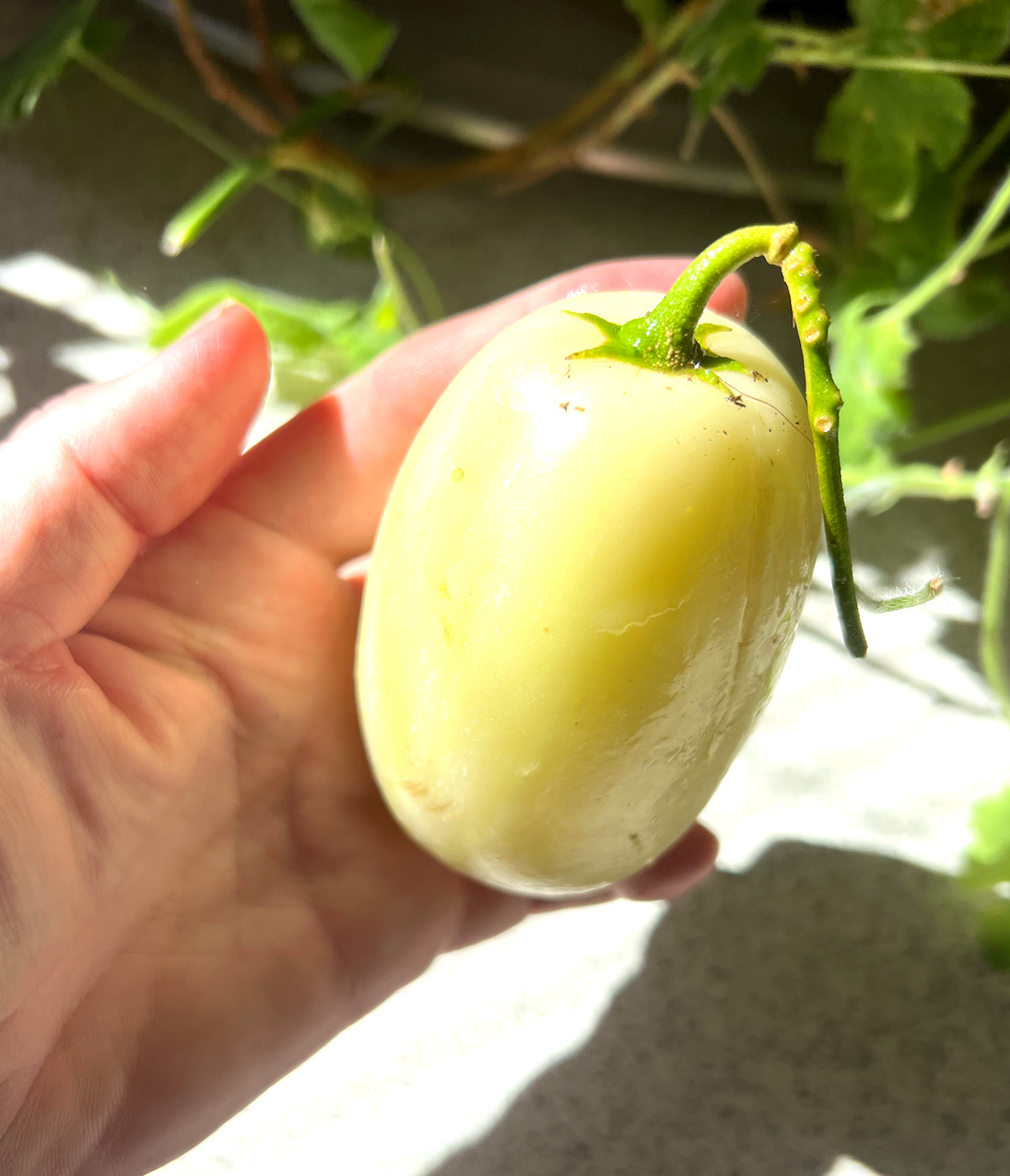 6 Cuttings of the ‘Vista’ variety pepino melon – delicious sweet cucumber.