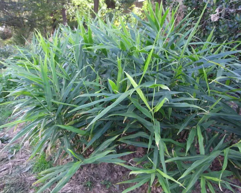 2 Live White Ginger Plants Ginger Zingiber Starter Fragant Ginger Herb 4-6″Tall