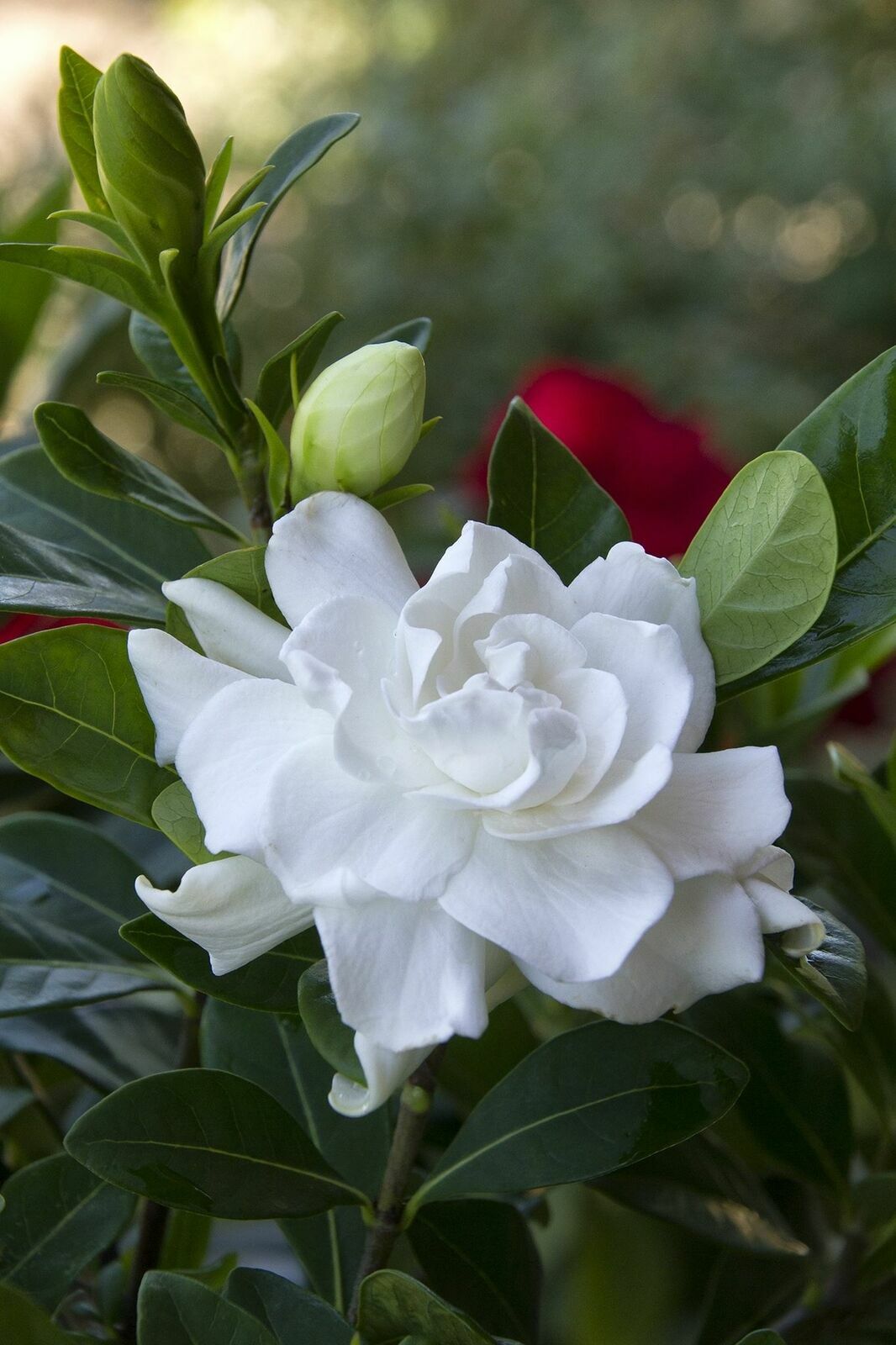 ~~VETCHII~~ Gardenia Jasminoides Plant~~ Intensely Fragrant Double White Flowers