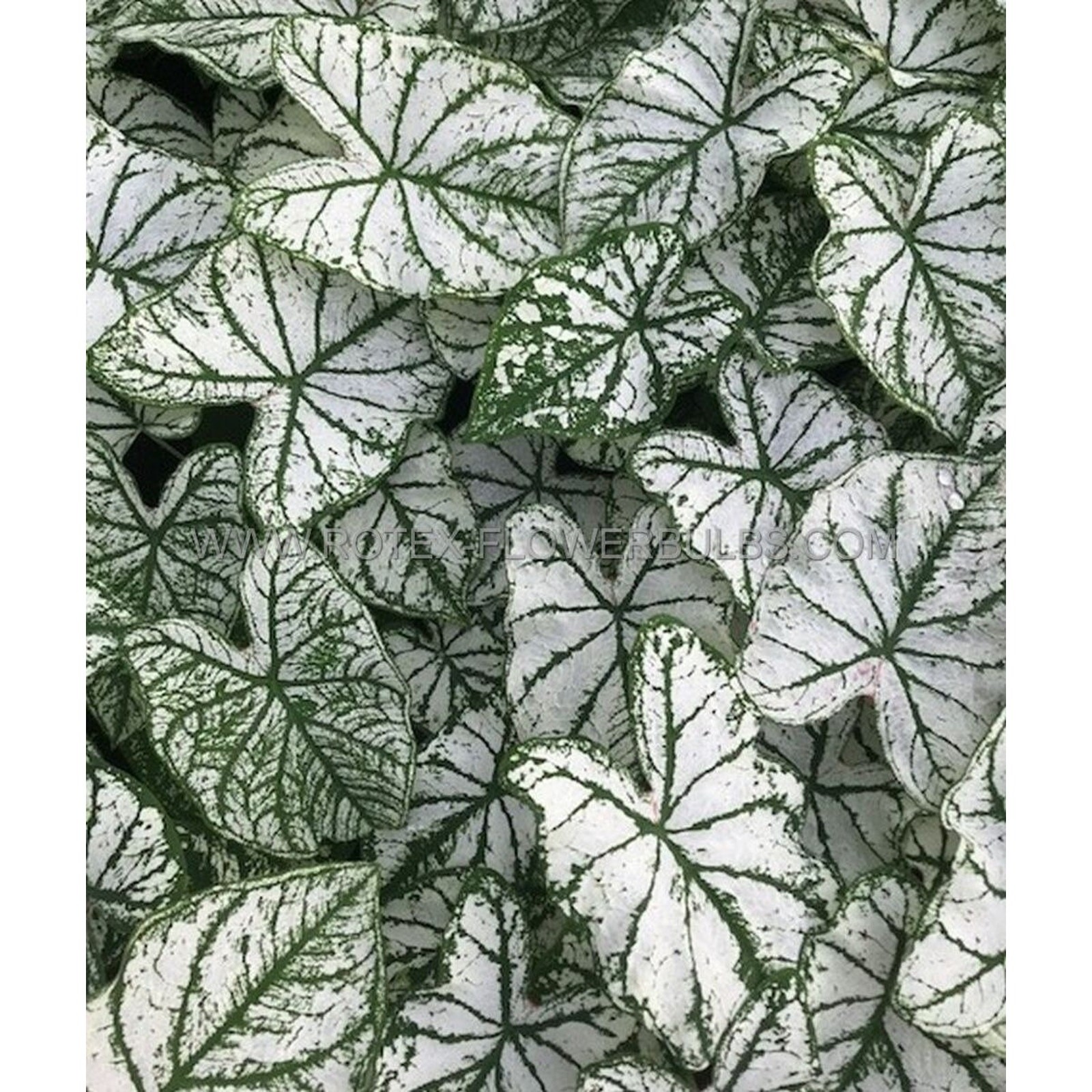 Fancy Caladium White Christmas Bulbs Size #1 For Planting Heirloom 2026 Spring