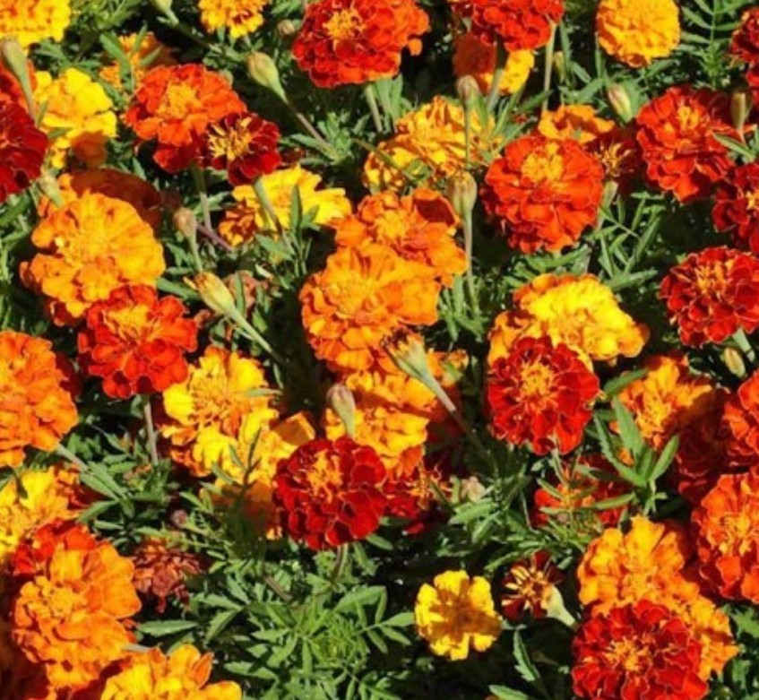 200+ Sparky French Marigold Seeds **Fresh Seeds* ~~Free Shipping~~