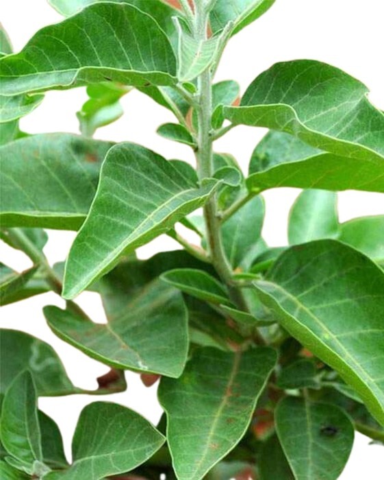 Ashwagandha (Withania somnifera) SEEDS, organic