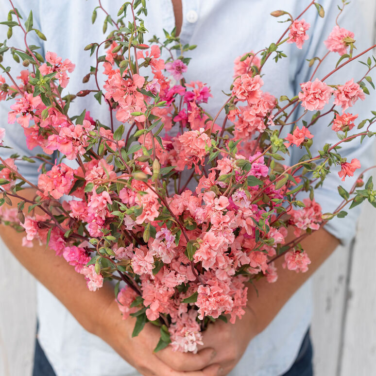 Clarkia Mountain Garland Salmon 100 seeds Godetia for winter or spring sowing