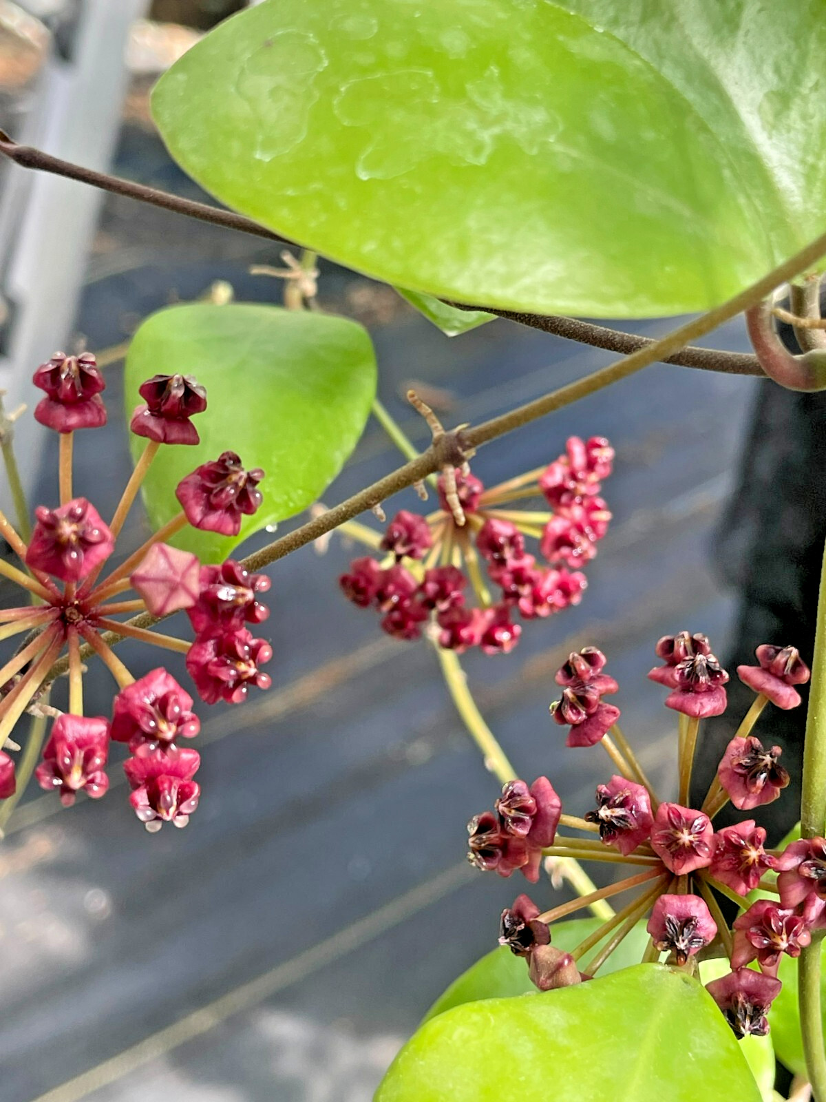 Hoya Lucardenasiana RARE! Well Rooted In 3.5″ pot – Very Healthy – Houseplants