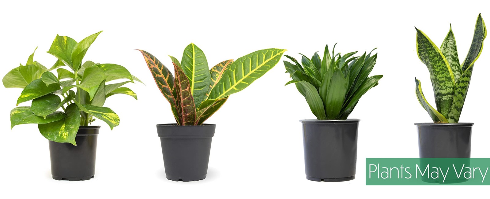 Essential Houseplant Collection (4PK) in 4.25″ Grower Pots, Easy Air Purifyin…