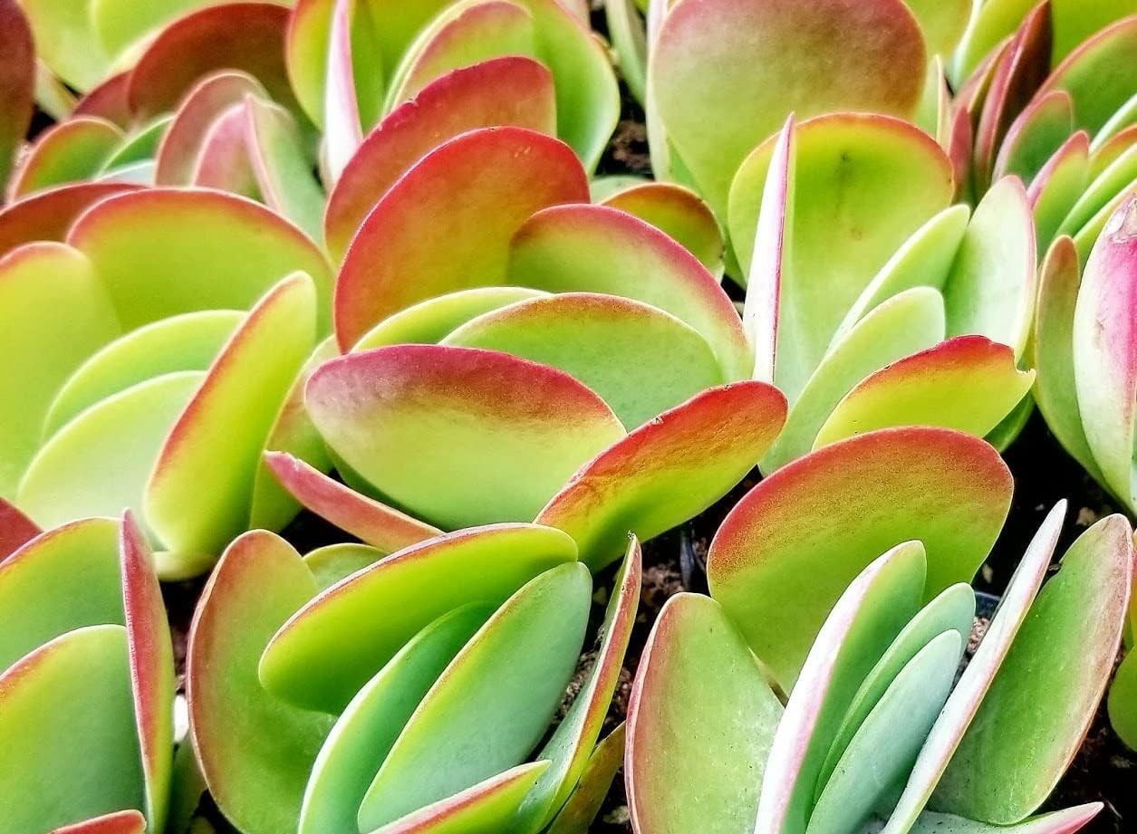 Succulent Potting Soil with Natural Fertilizer