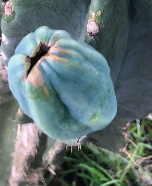 PERUVIAN APPLE CACTUS (Cereus peruvianus )ORGANIC ROOTING (2″-4″) STARTER PLANT