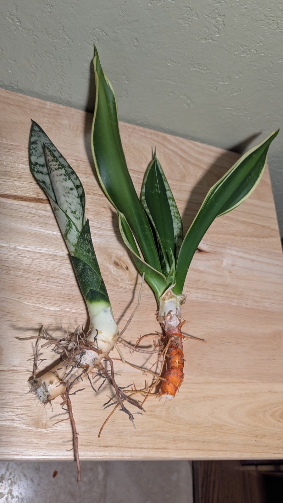 Variegated Snake Plant – Sansevieria laurentii & ‘Sansevieria zeylanica’ two