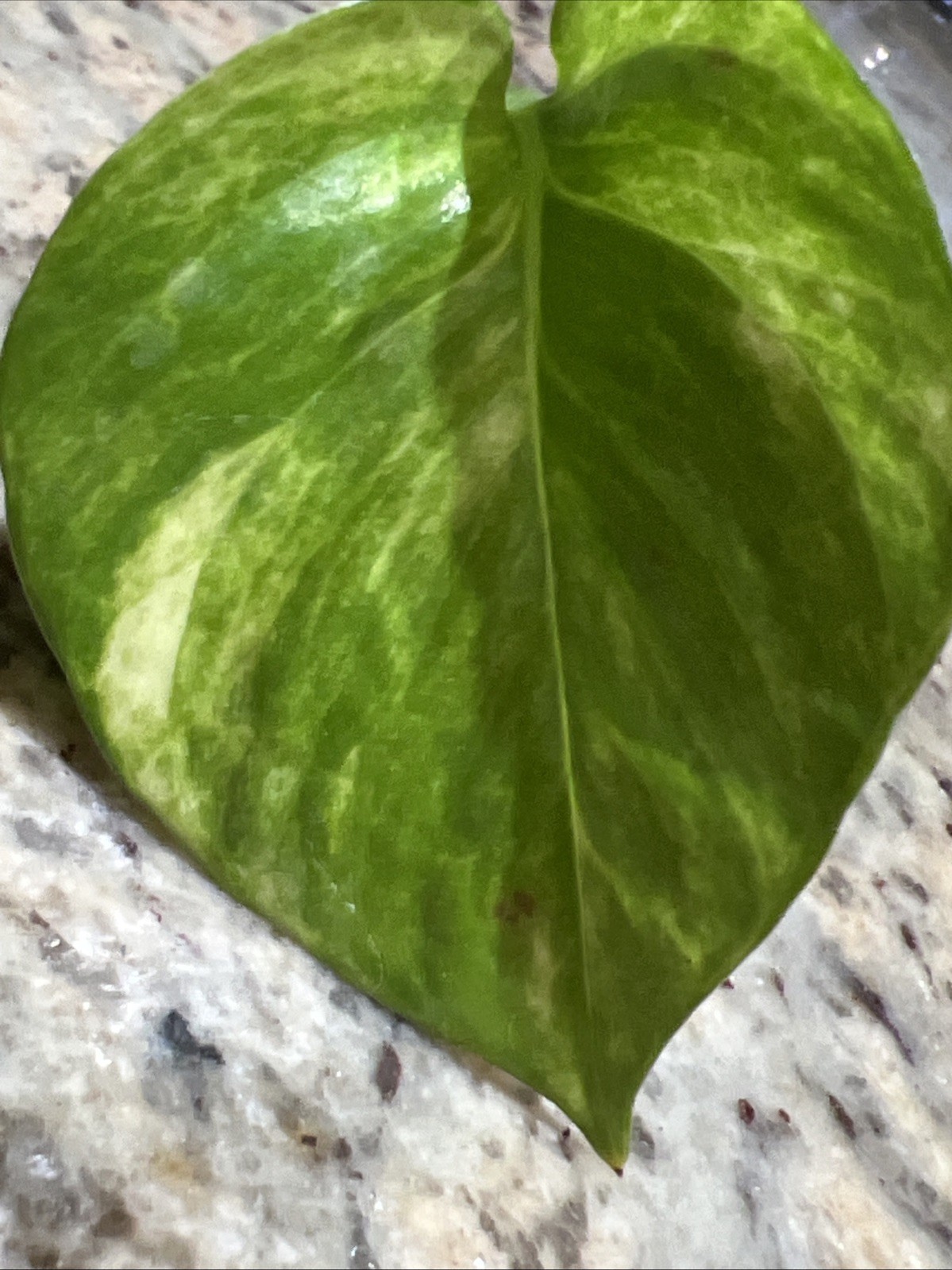 Neon Queen Pothos Epipremnum Aureum Live Plants 4 cuttings/nodes NO ROOTS