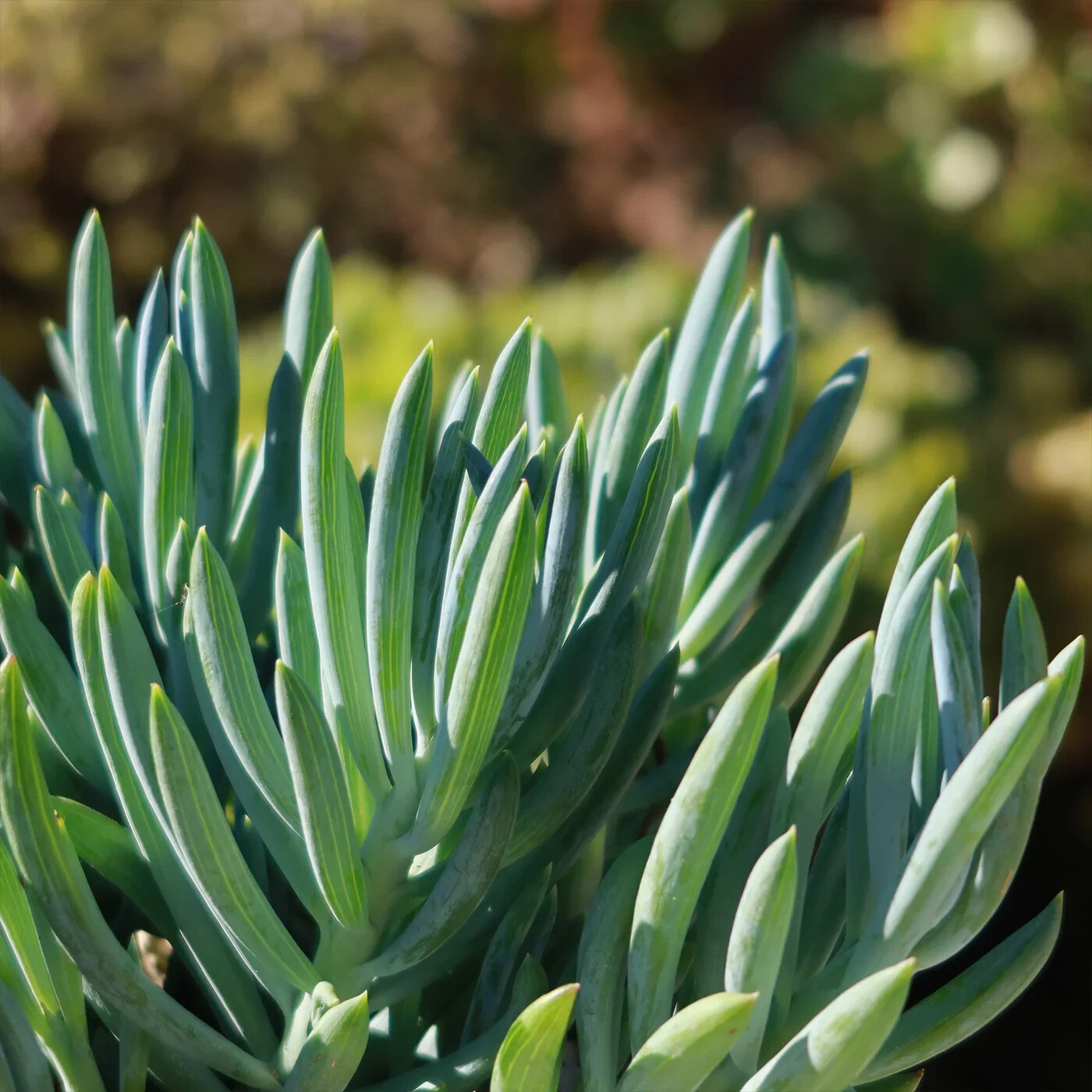 2 Blue Chalk Sticks Senecio Mandraliscae Succulent Plants Cuttings