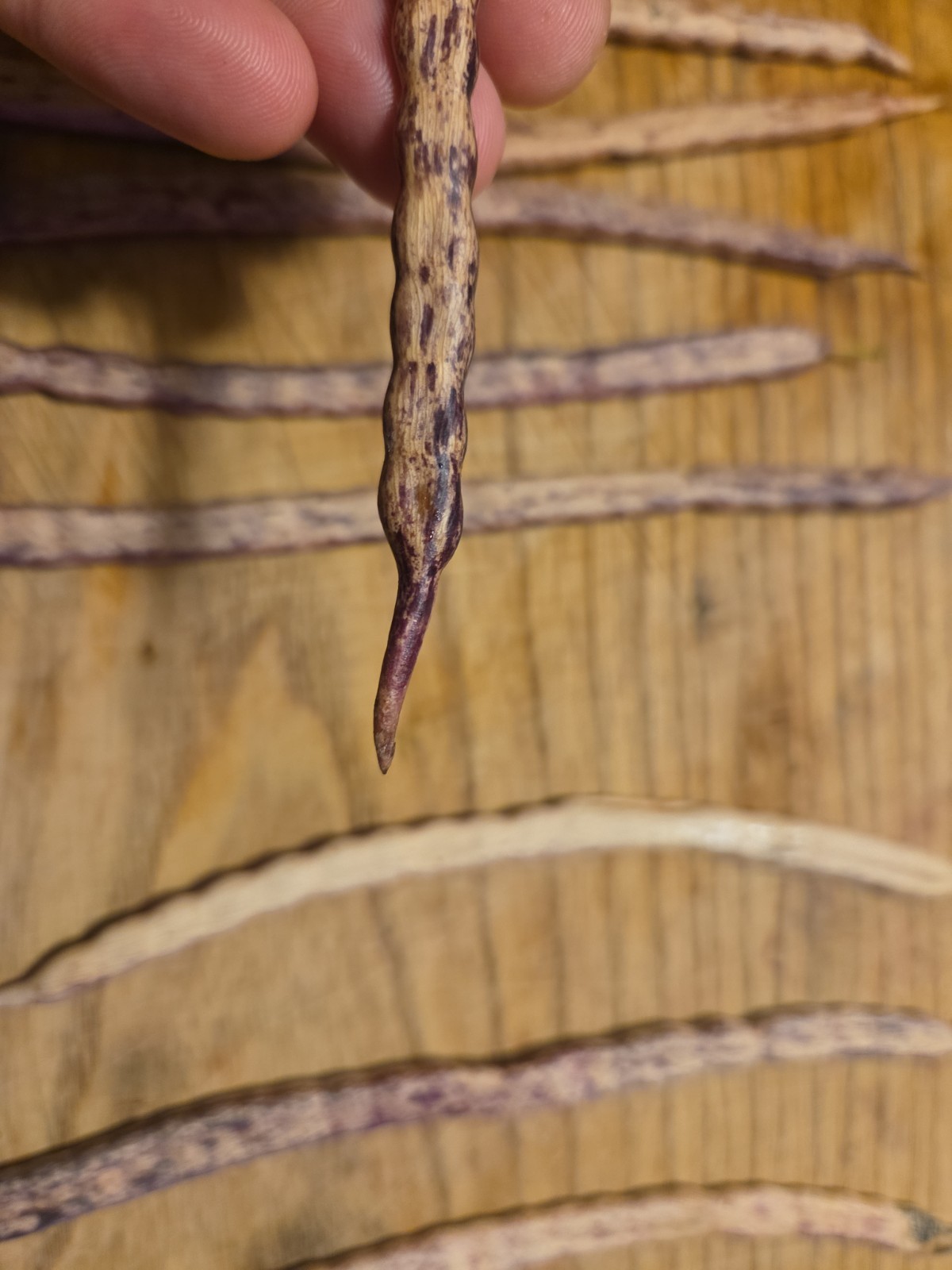 15 Honey Mesquite Pods (Prosopis Glandulosa) Drought Tolerant Legume (2026)