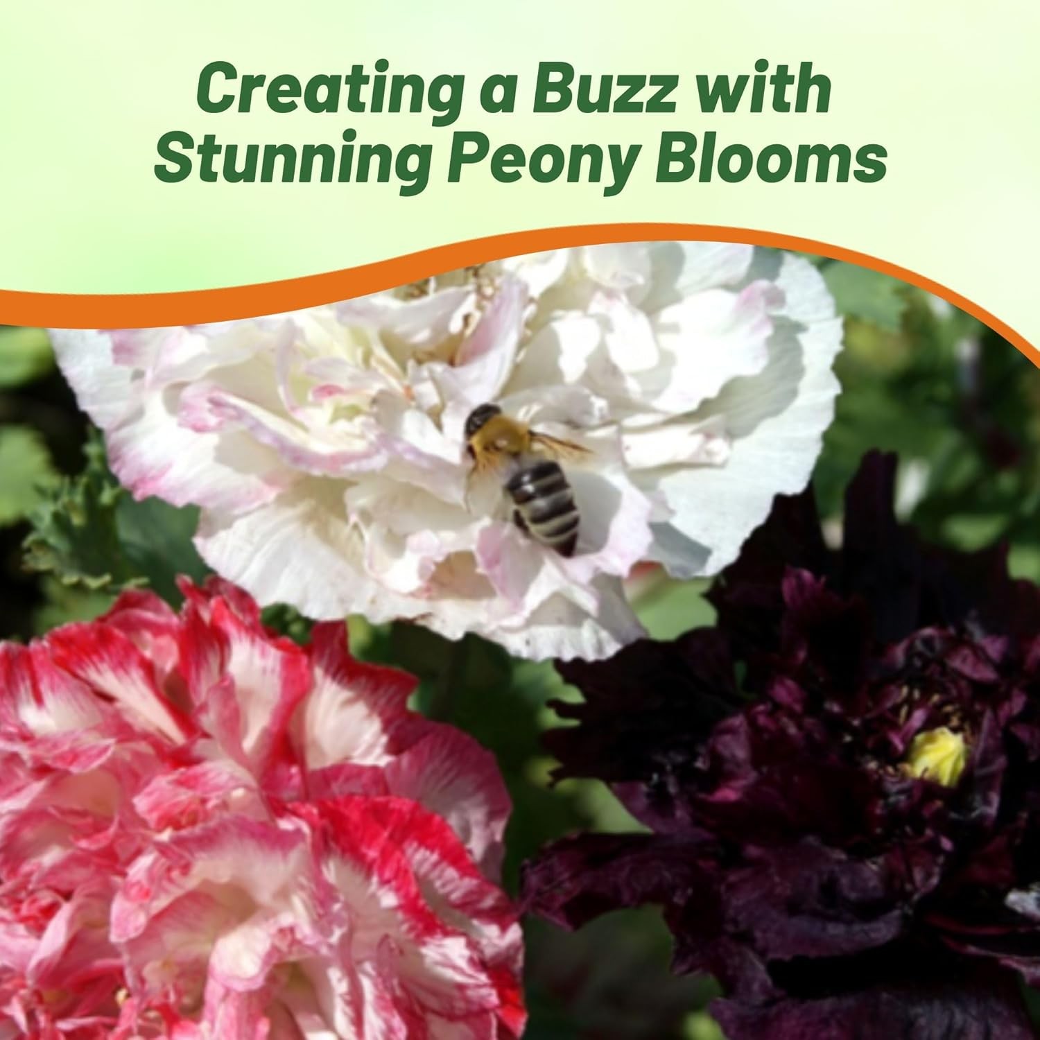 10000 Seeds Peony Seeds Antique Shades Mixture