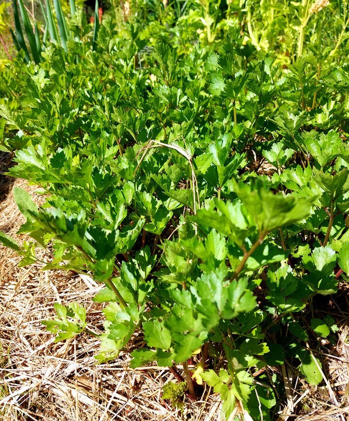 🌱 Heirloom Pink Plume Celery Seeds 50+