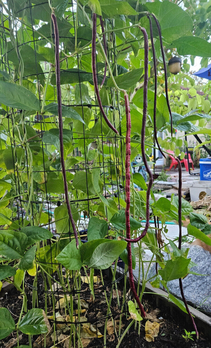 Oriental Red Noodle Bean / Red Yardlong Seeds (25) / ORGANIC / FLORIDA GROWN