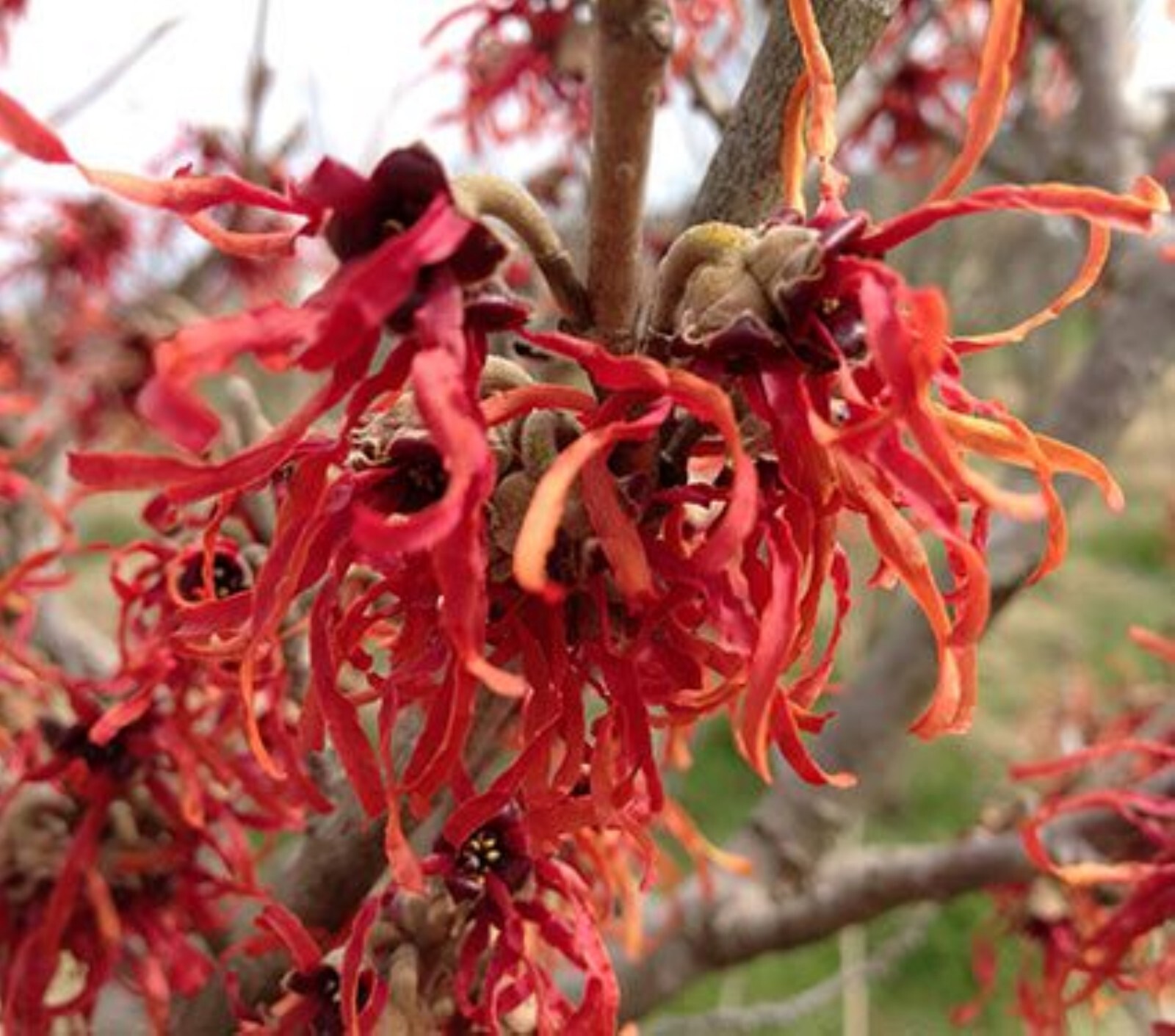 Hamamelis × intermedia ‘Diane’, 1 year old plant, grafted