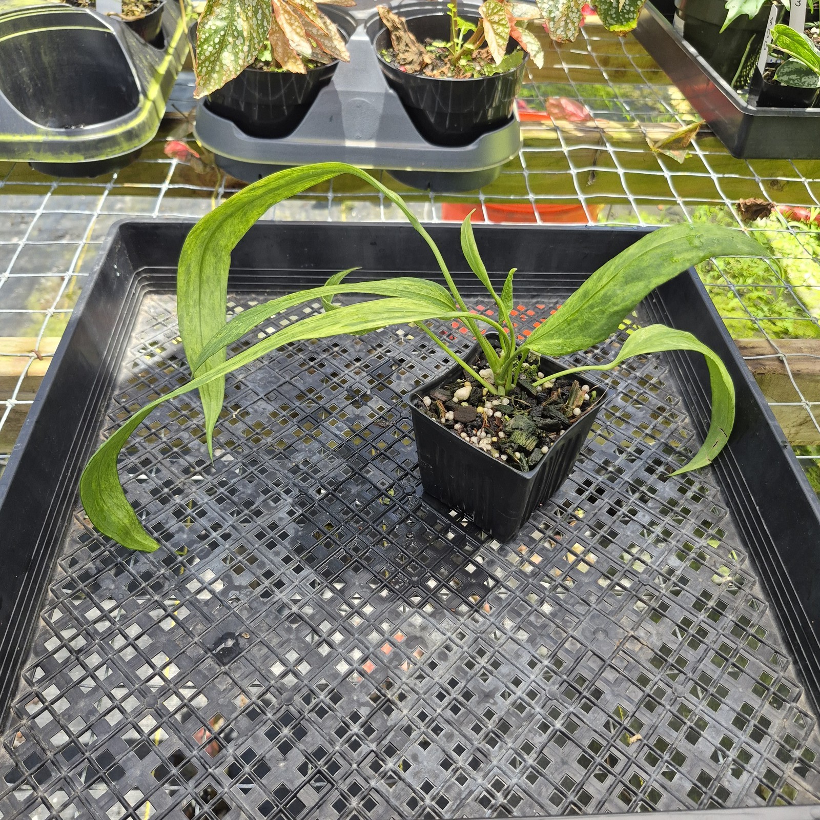Anthurium Vittarifolium , Exact Plant Variegated Ships Nationwide