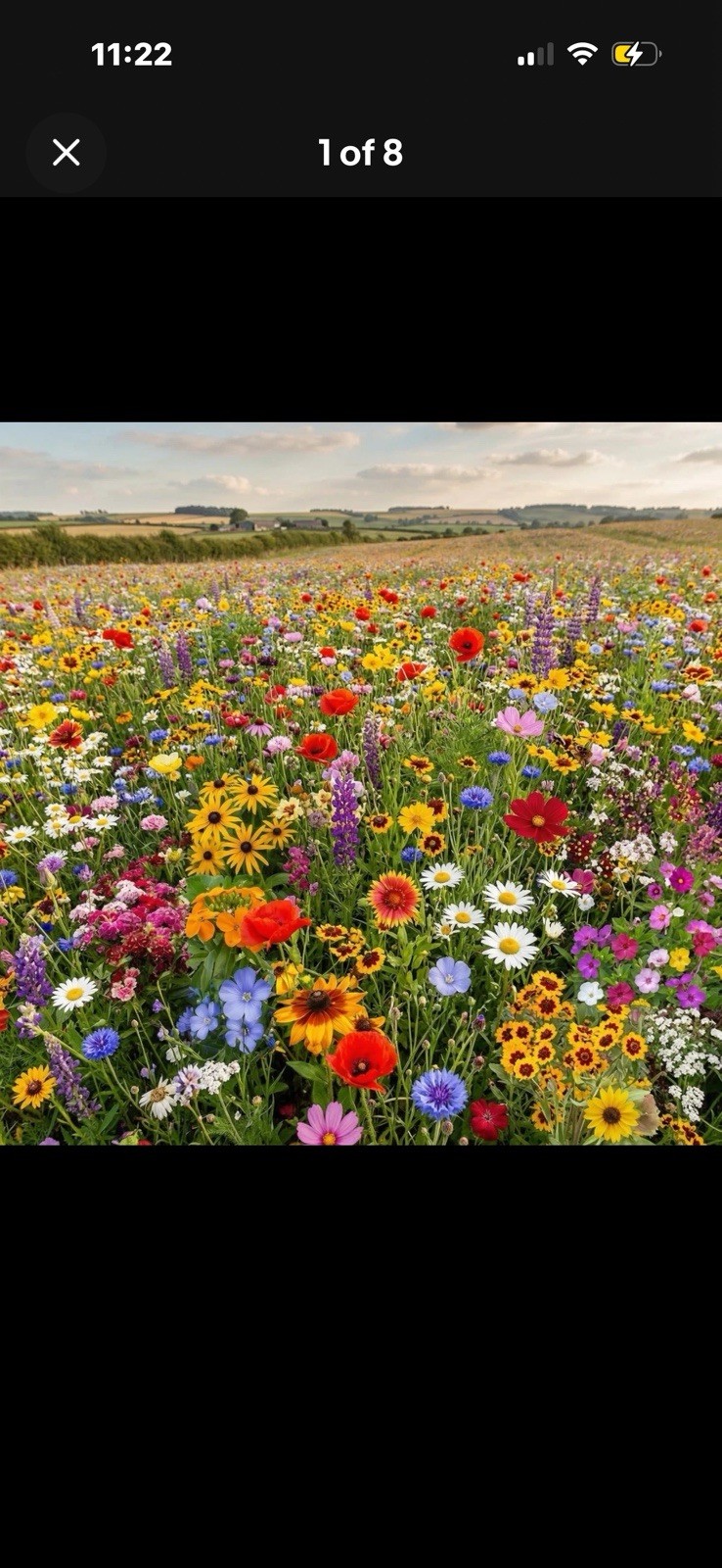 Wildflower Mix LANDSCAPER’S PACK BULK Top Sellers Non-GMO Pure Seed 10000 Seeds!