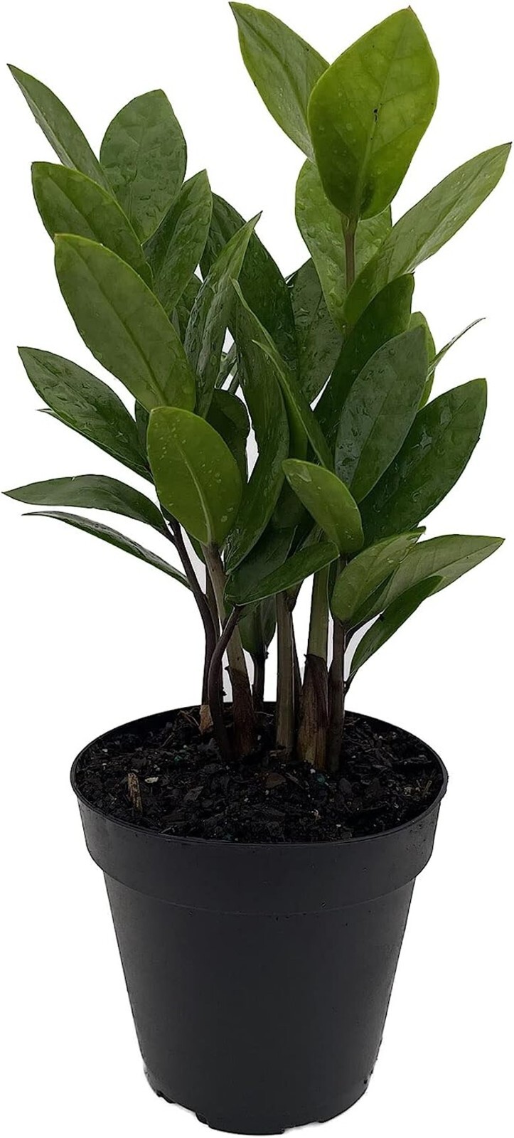 Zamiifolia Rare Zamioculcas Easy To Grow Bottle Shaped Indoors Live Plant 4″ Pot