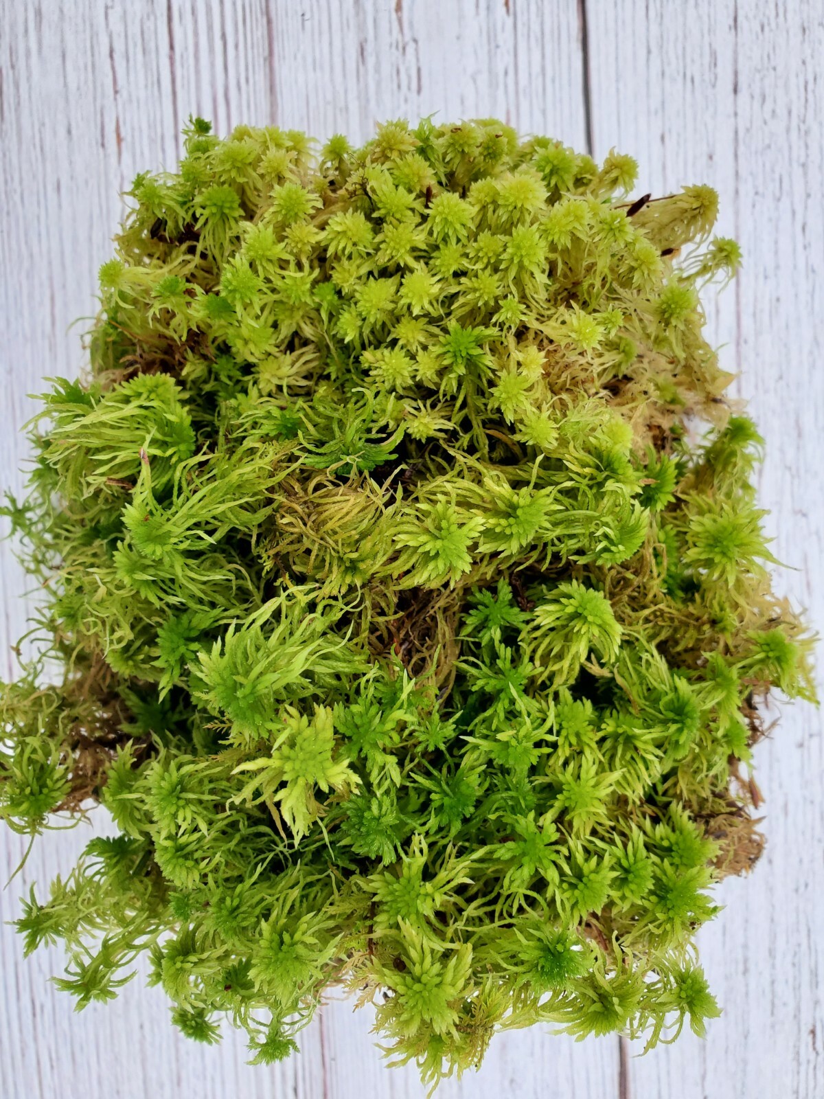 Fresh Live Sphagnum for Terrarium Vivarium Orchids Carnivorous 8″x10″ Bag