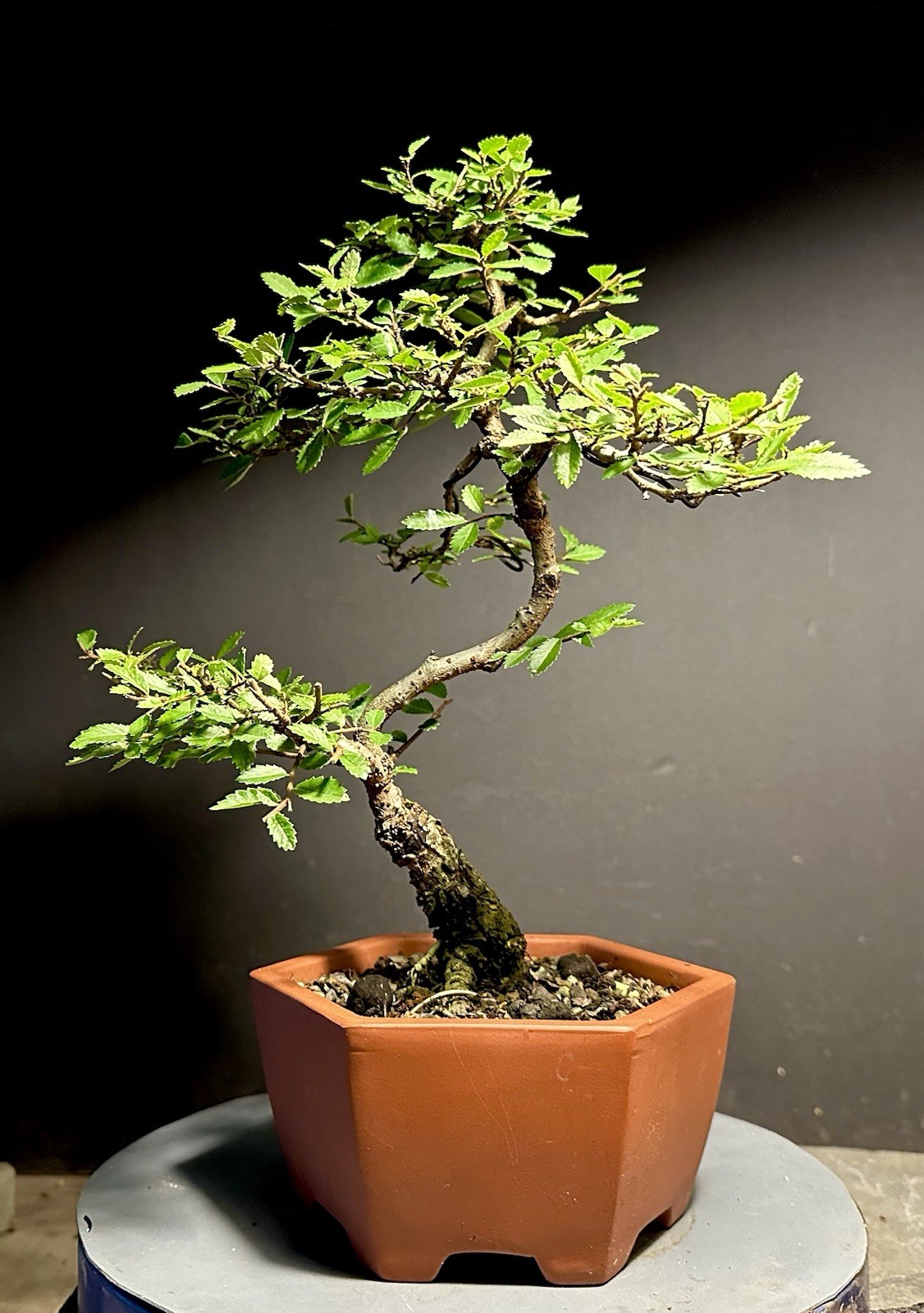 Bonsai Tree Cork Bark Chinese Elm From Root Cutting 13” tall Quality Chinese Pot