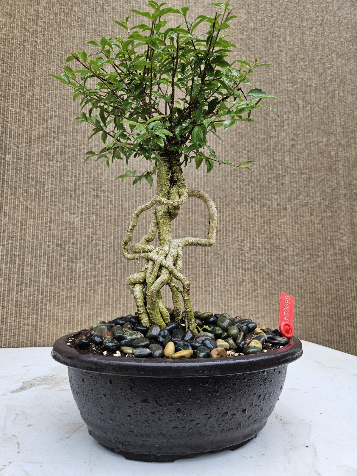Old Barbados Cherry ( Malpighia Glabra-Hồng ngọc mai ) Bonsai Tree,,,sale