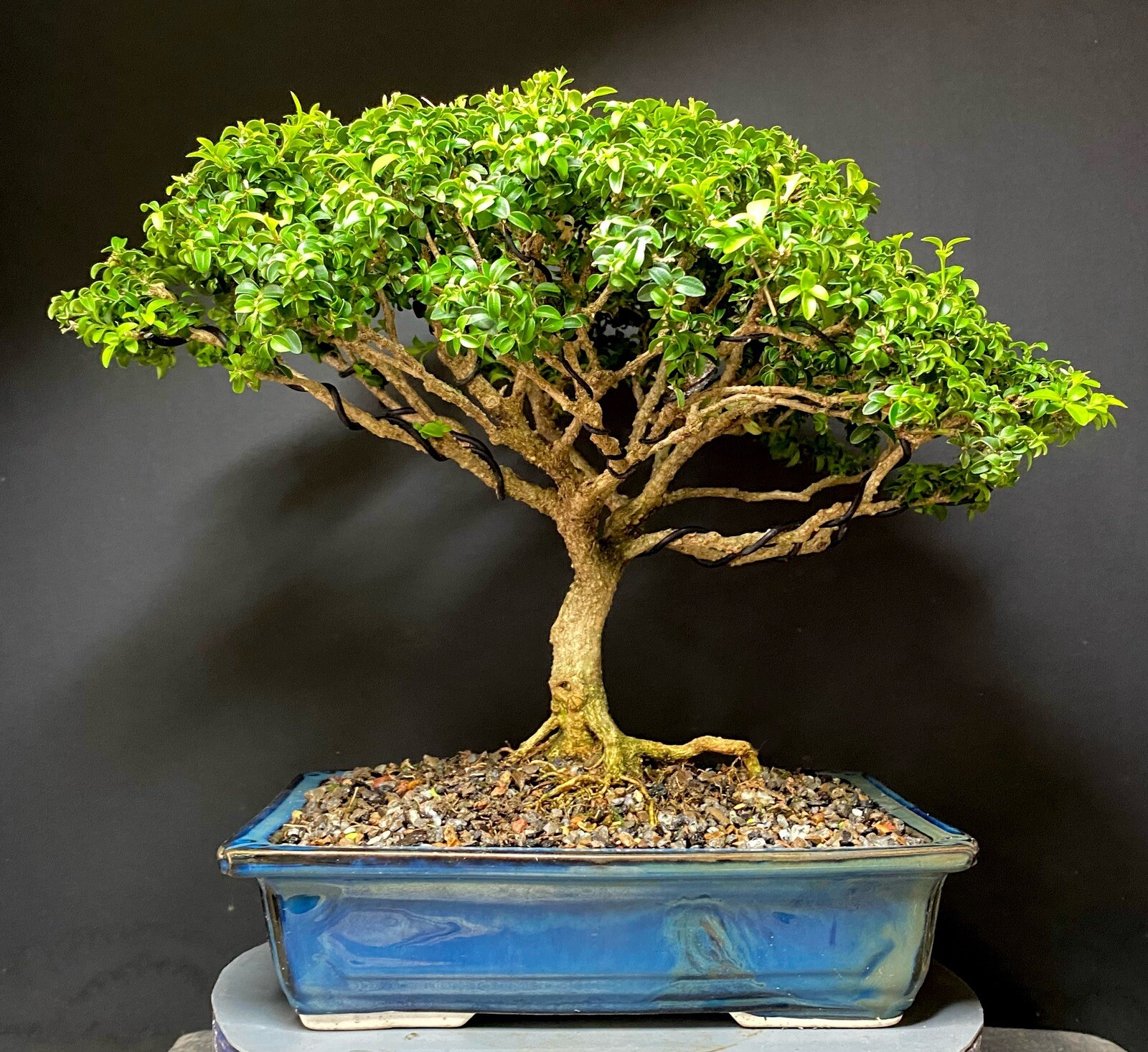 Bonsai Tree Kingsville Boxwood 25-27 Years 11 1/2” Tall, Taiwan Blue Glazed Pot