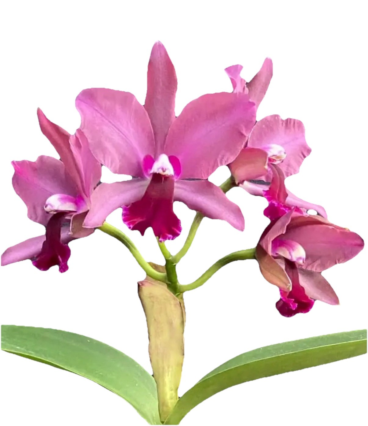 Rlc (Waikiki Splendor X George King) X Walden’s Glen Orchid Eros Hybrid 7” Pot