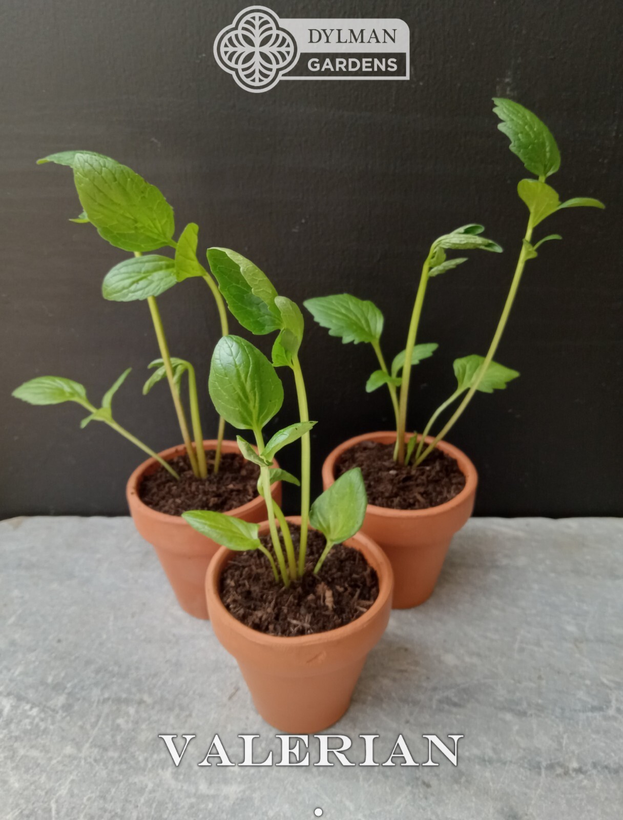 Valerian Plant (Valeriana officinalis) Garden Heliotrope – All-heal – Herb Plant
