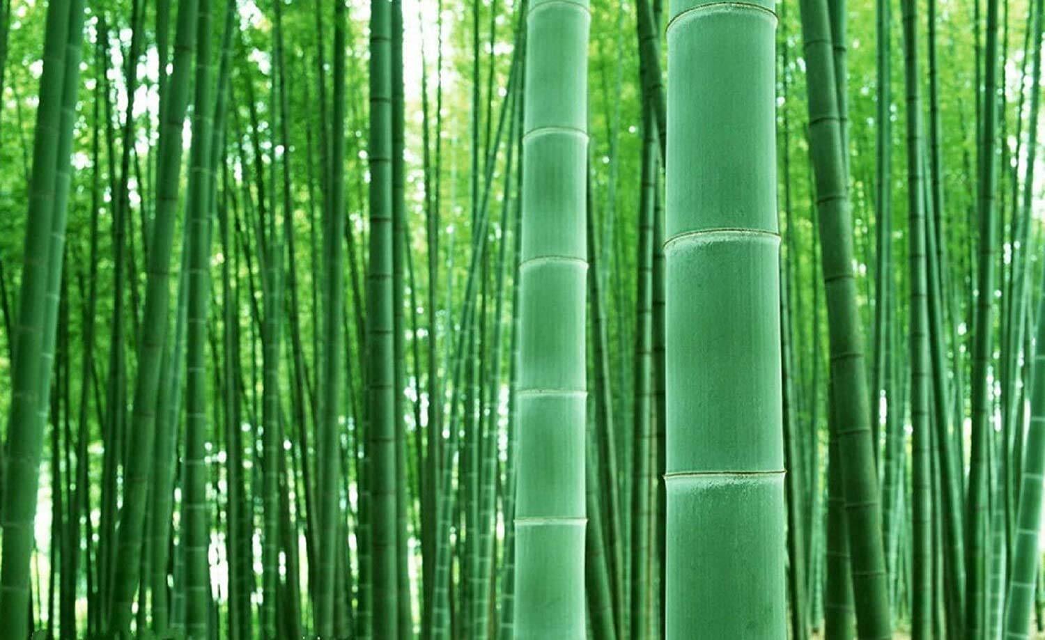 Bambusa Bambos – 50 Seeds to Grow – Giant Bamboo – Ships from Iowa