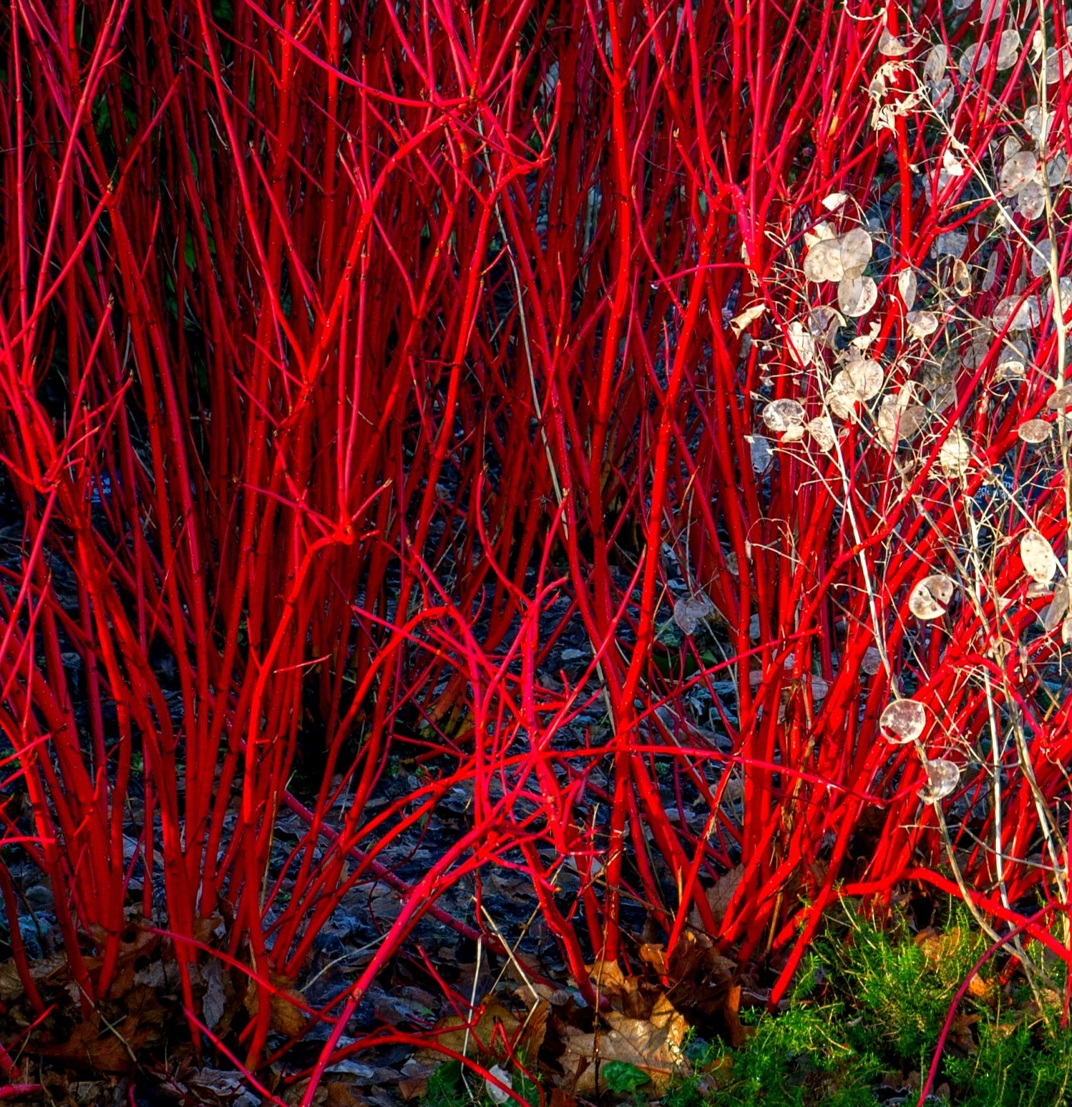 Bright Red Dogwood Cuttings to Plant – No Roots, Easy to Grow, Privacy and Lansc
