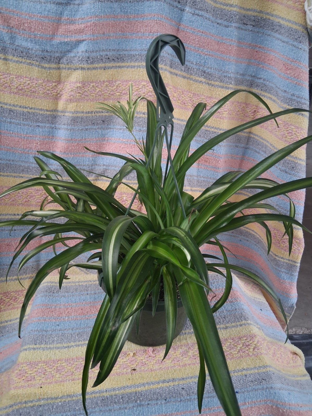 Hawaiian Spider Plant 8 Inch Hanging Basket (Chlorophytum Comosum)