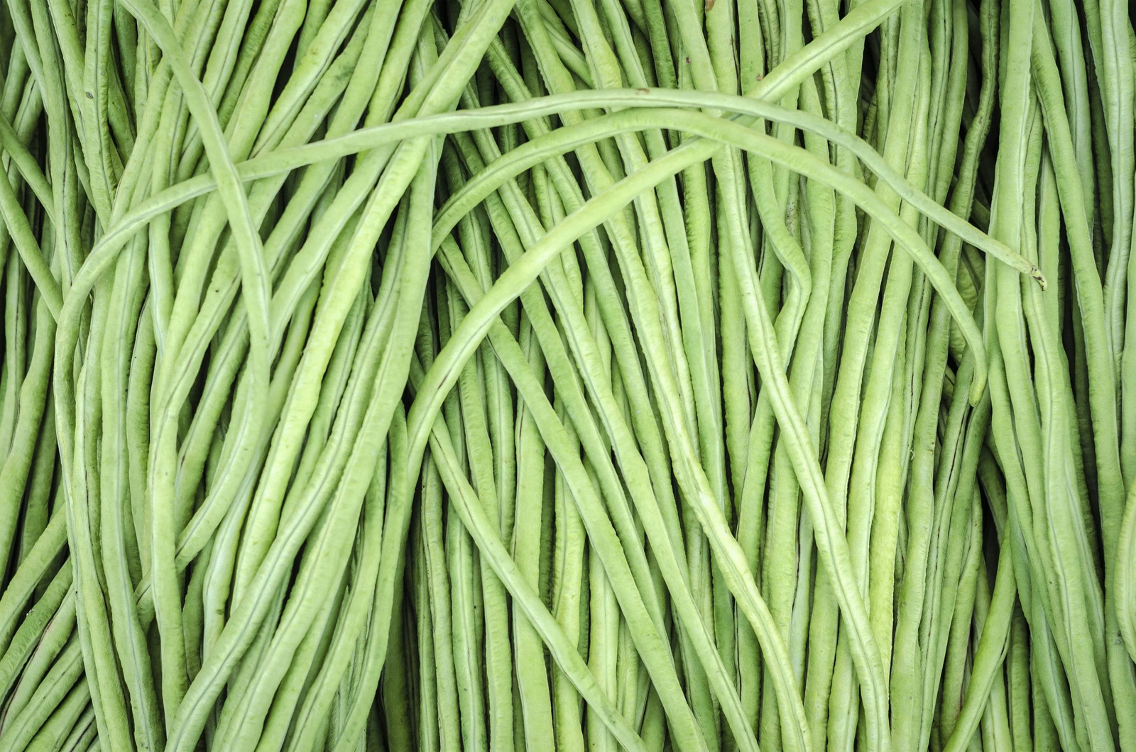 100 LADY COWPEA Cow Pea Southern Pea Vigna Unguiculata Legume White Lady Finger