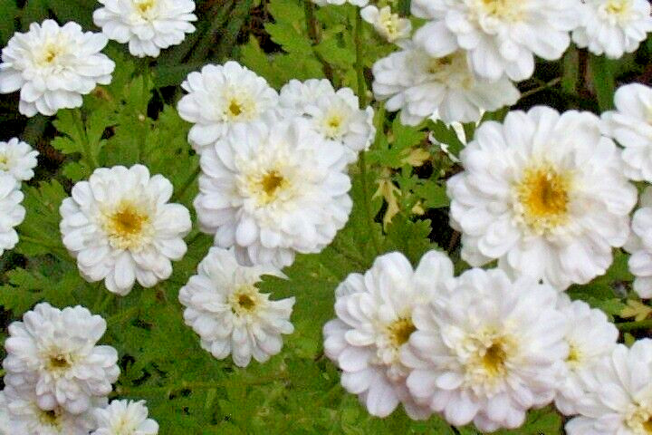 FEVERFEW SNOWBALL 200 SEEDS, TANACETUM PARTHENIUM FLORO PLENO