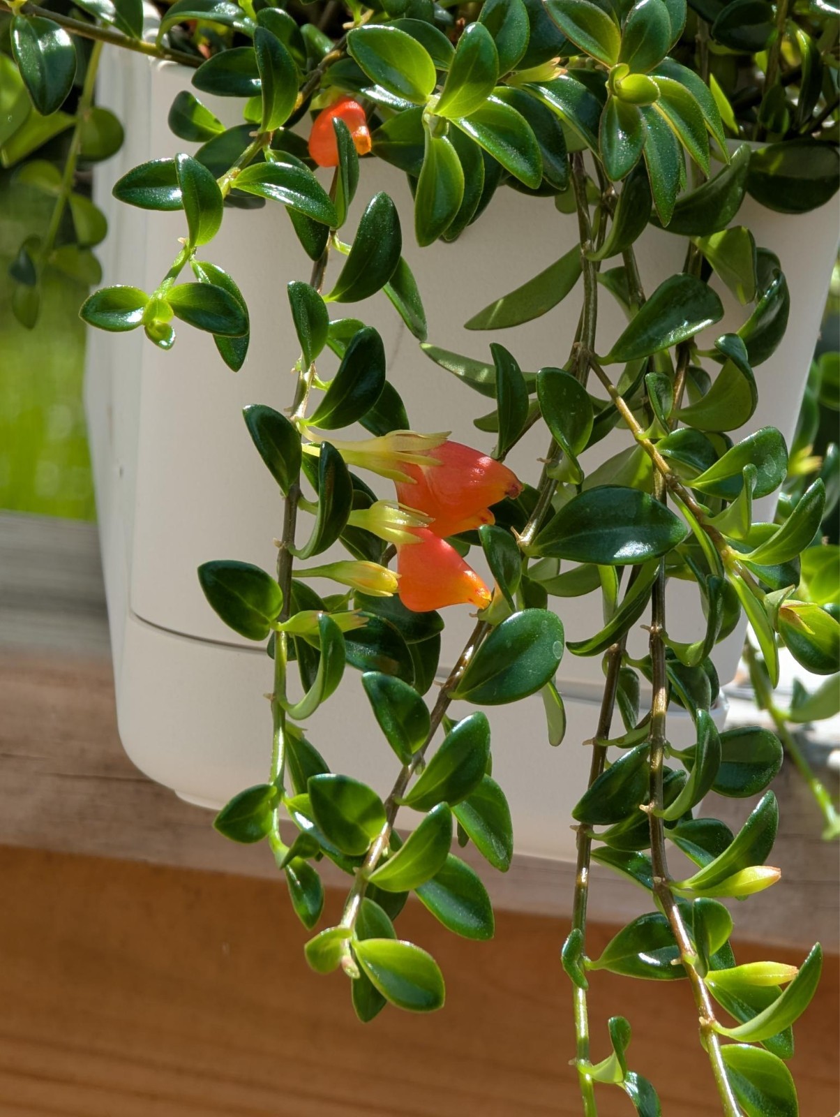 5 Cuttings Goldfish Plant Easy| Nematanthus Gregarius | Tropical Houseplants USA