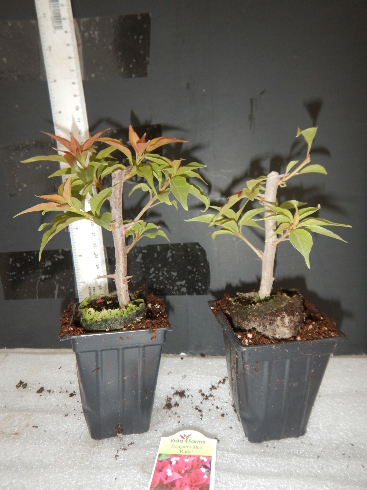 Well Rooted **RUBY** Live Bougainvillea starter/plug plant*USA SELLER*