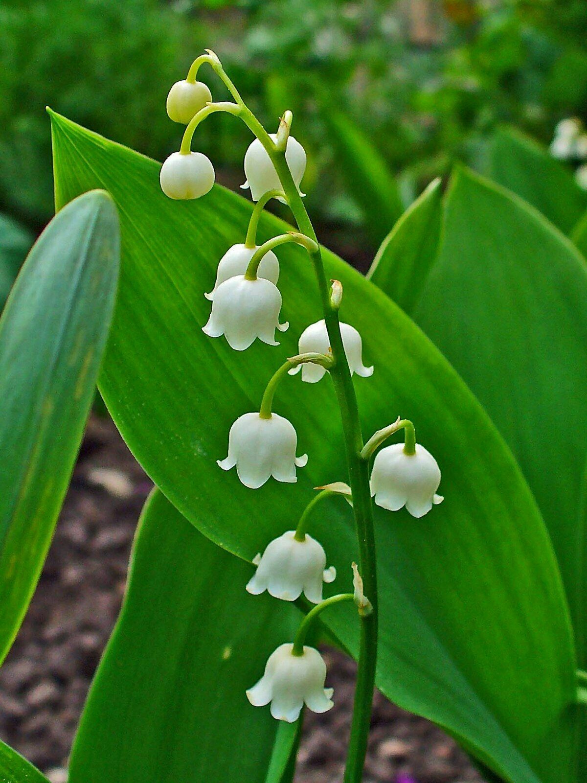 5 x Lily of the Valley Convallaria Majalis Fragrant Plants Perennial Groundcover