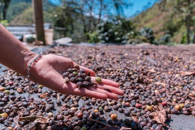 Peruvian Coffee Bean Tree Seeds (25) / San Martin Fincla La Esperanza / RARE