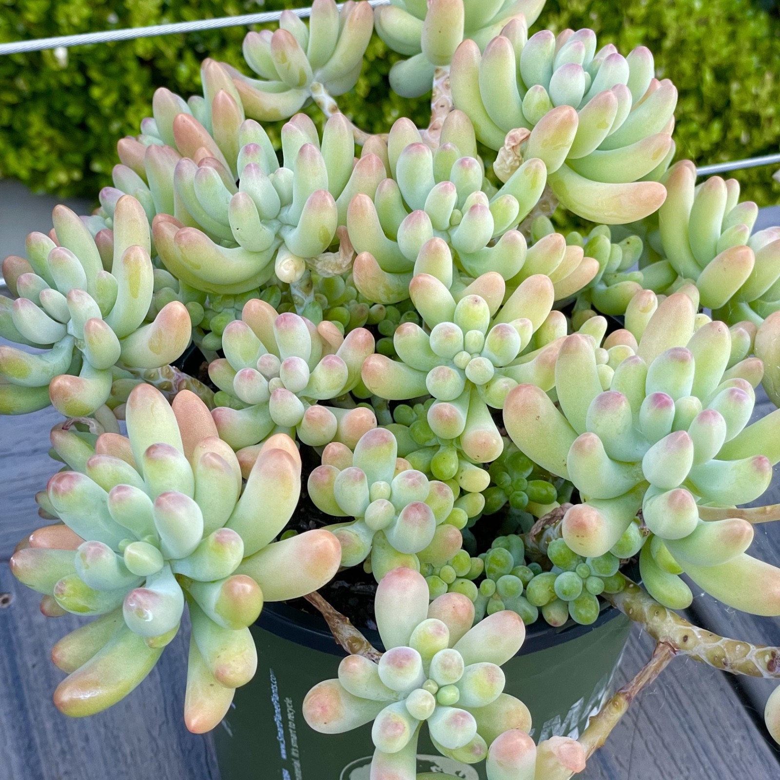 Rare Succulent Sedum Pachyphyllum Live Plant 2-3 Inches Unrooted Cutting