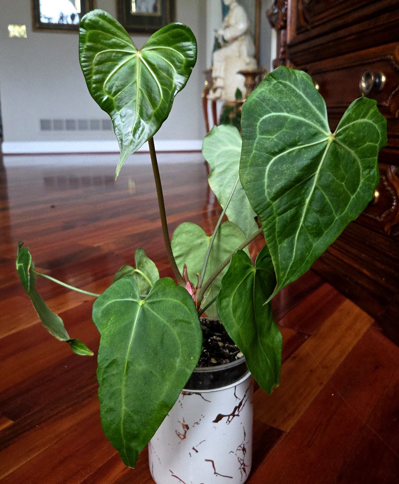 Rare Anthurium Clarinervium X Pedatoradiatum 20″ Tall Not Philodendron Monstera