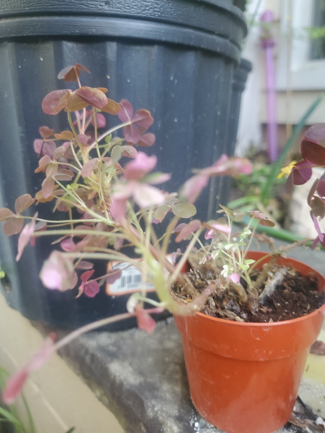 Oxalis Vulxanicola “Lucky” Red Pink Green PURPLE Tricolor In 3″ Pot Live Mini