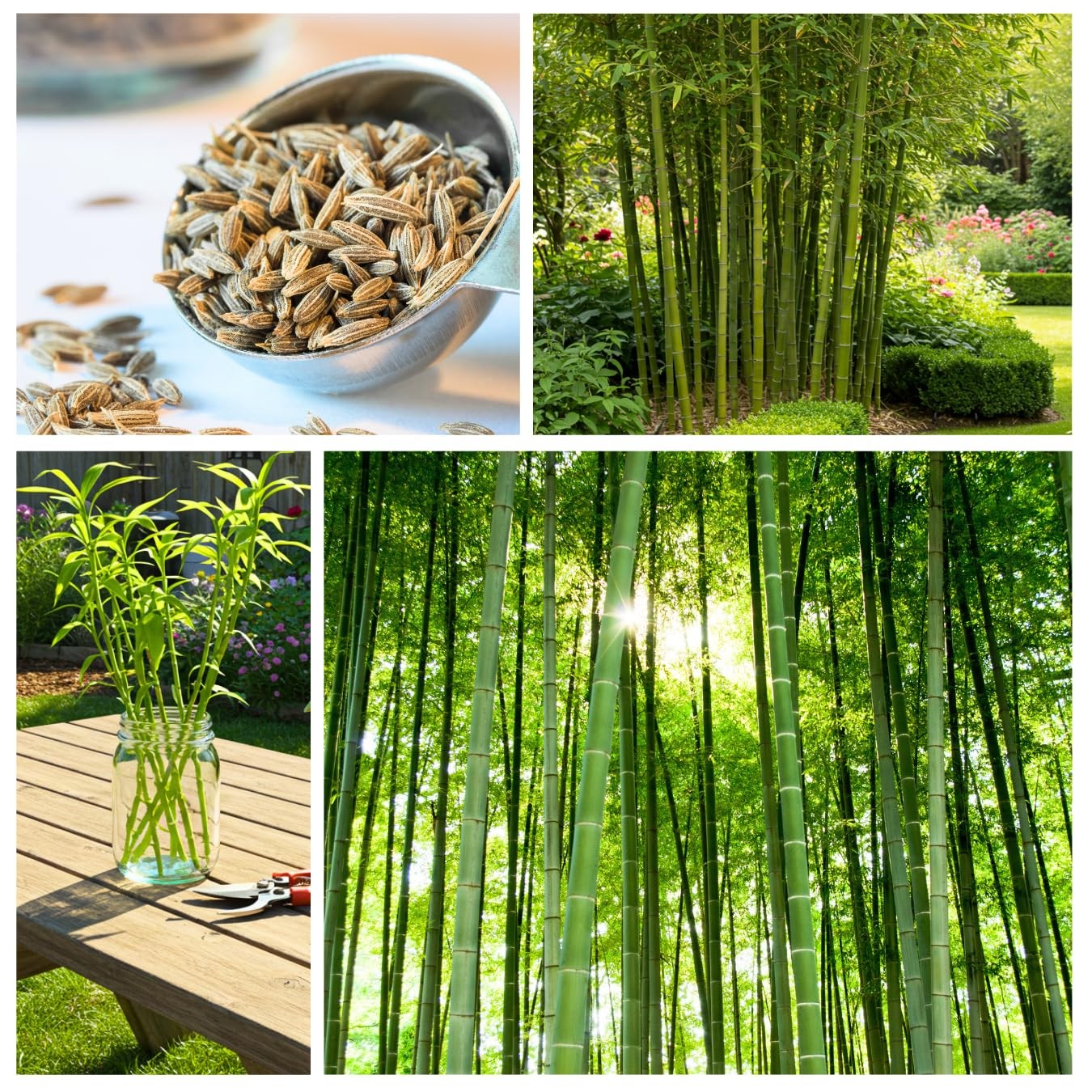 420 Giant Bamboo Seeds for Planting – Fast Growing Bamboo Ideal Privacy Scree…