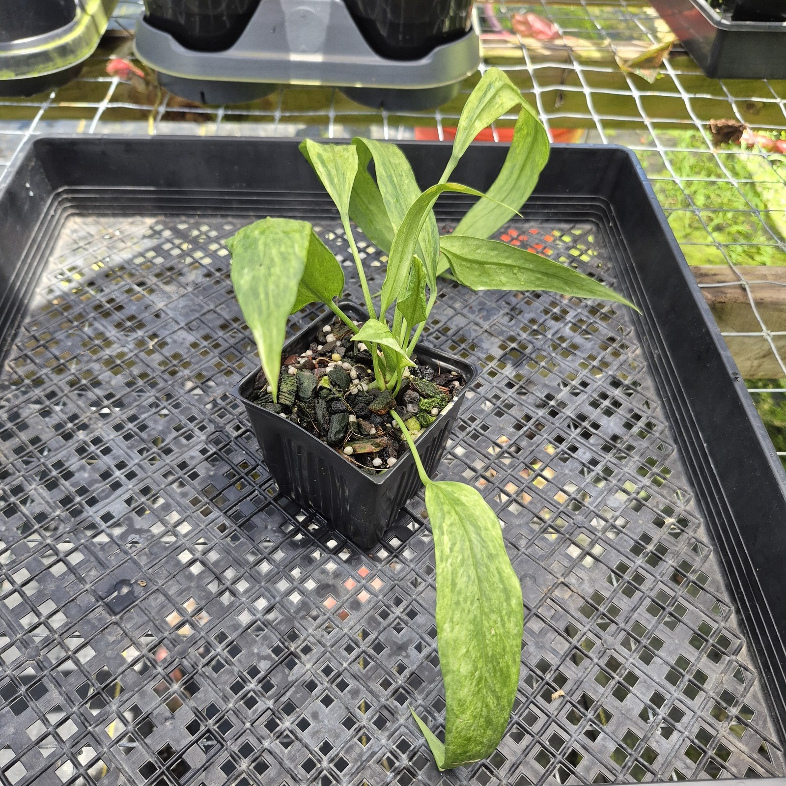Anthurium Vittarifolium , Exact Plant Variegated Ships Nationwide