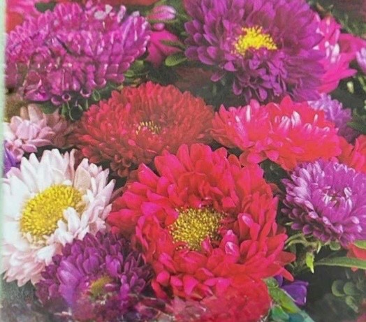 Aster Crego Giant Mix – Fresh Flower Seeds – Large Feathery Colorful Blooms