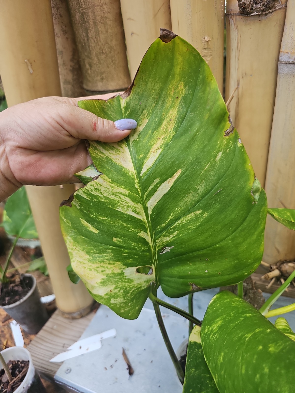 GIANT Variegated Golden Pothos Climbing hawaiian Large TRUNK NOT MONSTERA Mature