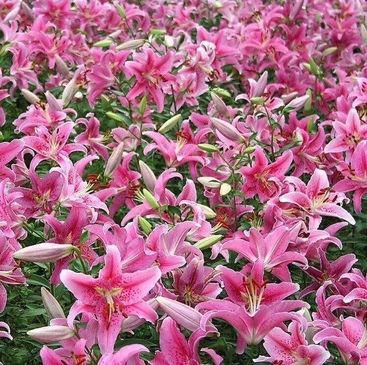 50pcs Pink Rare Lily Flower Seeds Planting Flower Lilium Perfume Garden. (#9622)
