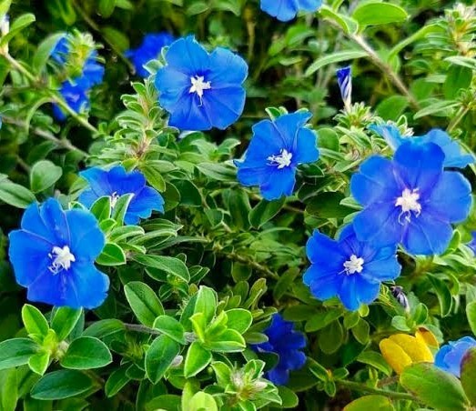 Spectacular Flowering Plants, Tuscan Blue Rosemary Potted Starter Plant