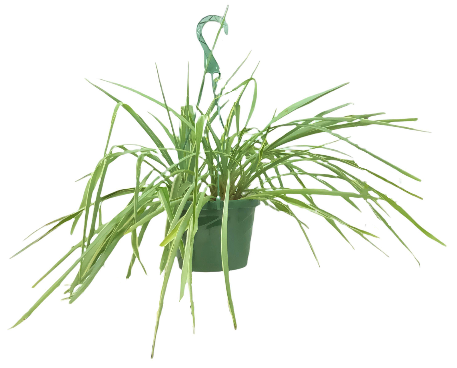 FlowerPotNursery Irish Spider Plant Chlorophytum comosum Irish 8″ Basket