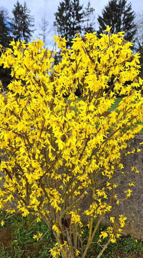 Live Forsythia Shrub – 2–3 Ft Tall – 1 Gallon Pot – Hardy Yellow Flowering Shrub
