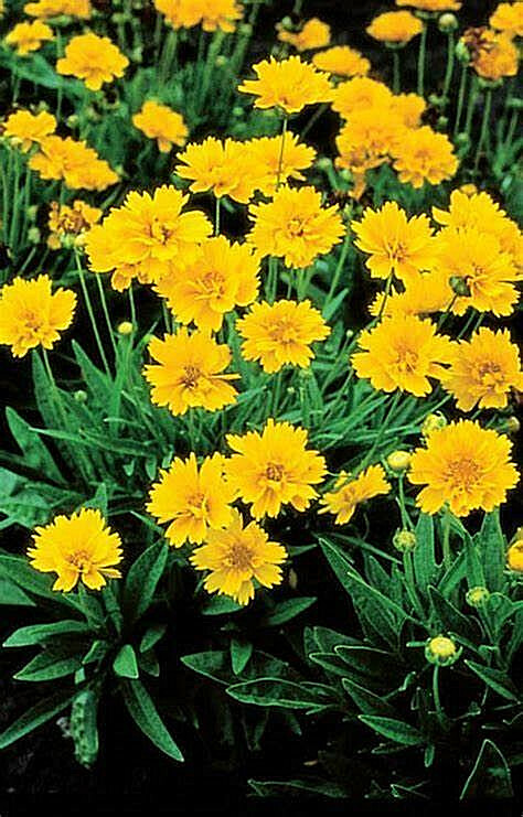 COREOPSIS GRANDIFLORA 55 Tick Seeds My “Brooklyn’s Botanical Garden Club”