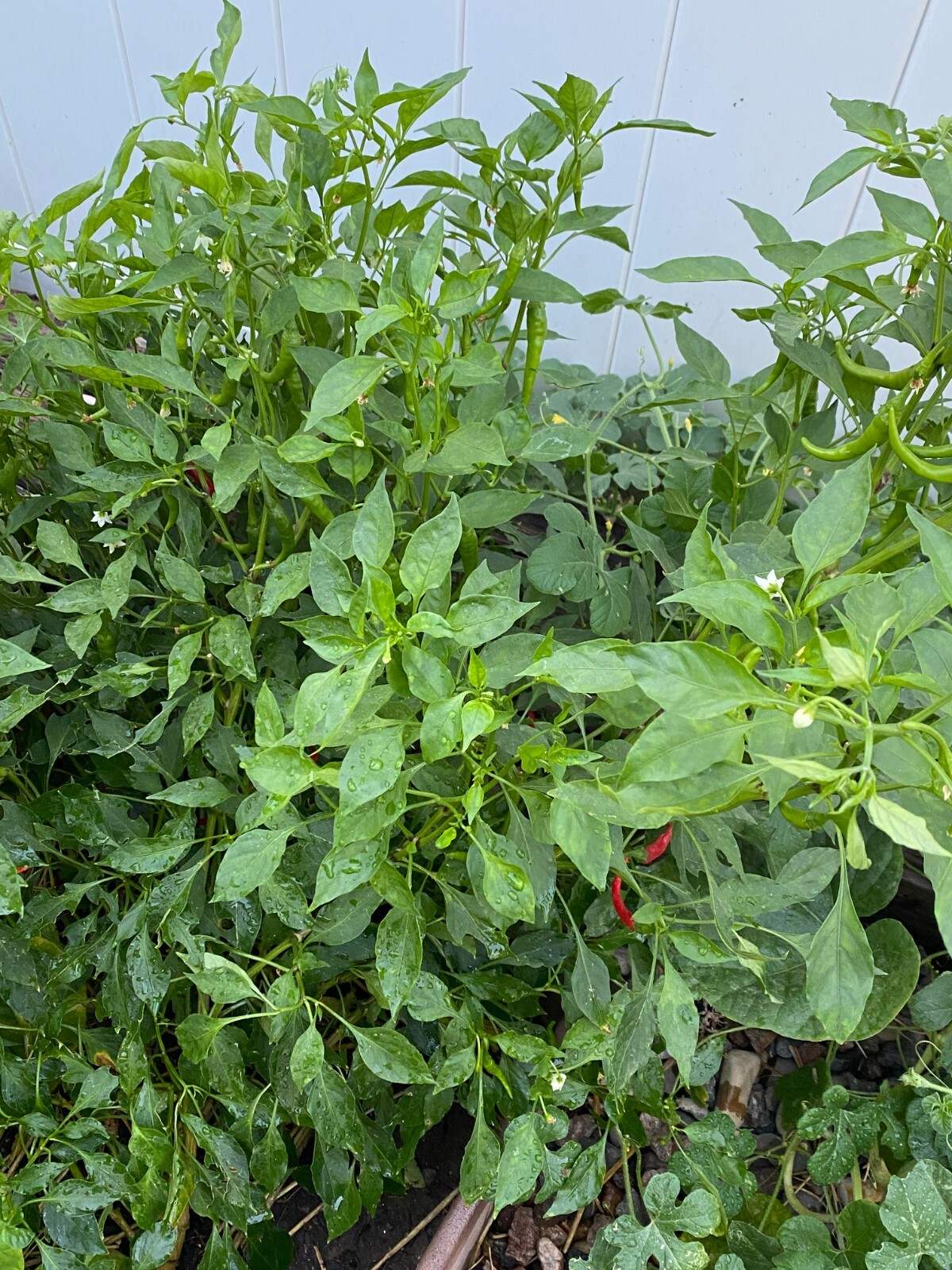 RARE✿ Heirloom Ring of Fire Hot Pepper 15 Seeds ●